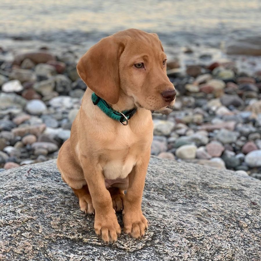 Vizslador Eigenschaften und Preis des LabradorVizslaMix